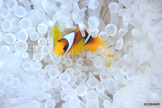 Picture of Anemonefish in bleached sea anemone
